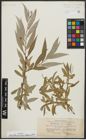 Foto von Salix alba subsp. micans (Andersson) Rech. f.